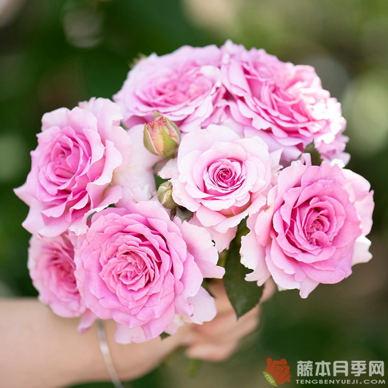 探春 探春