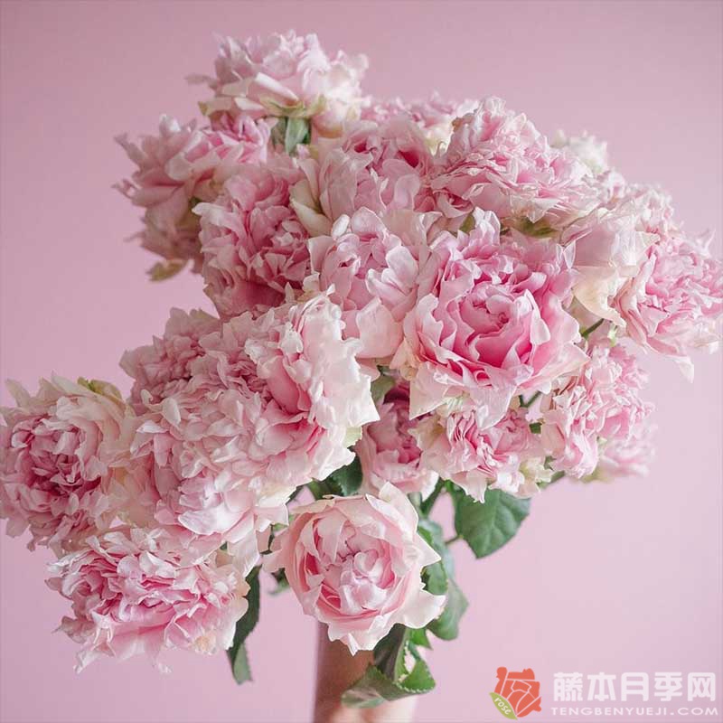 棉花糖泡泡 棉花糖泡泡