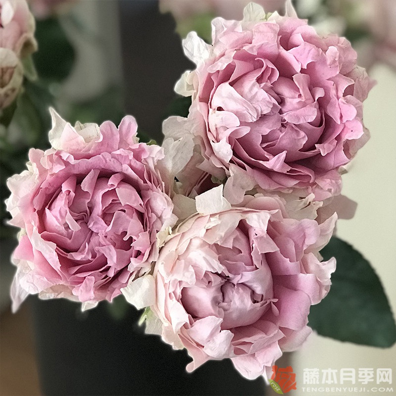 棉花糖泡泡Candy Flow 棉花糖泡泡Candy Flow