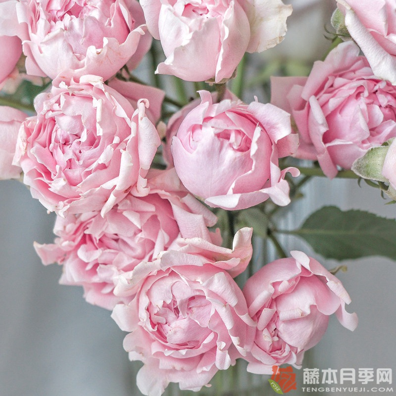 棉花糖泡泡Candy Flow 棉花糖泡泡Candy Flow