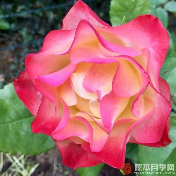 折纸/日式折纸Origami 折纸/日式折纸Origami