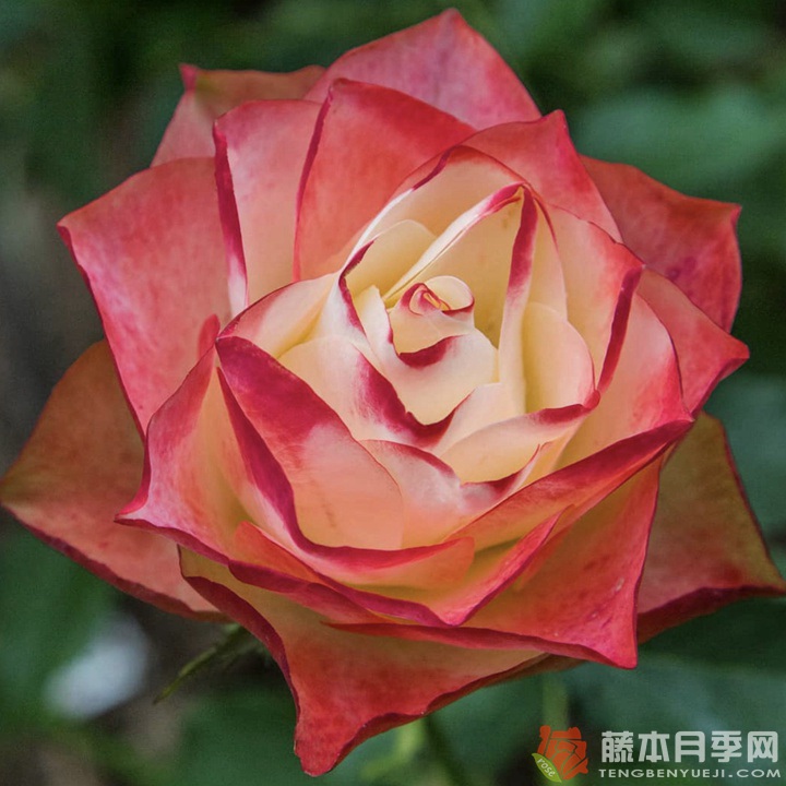 折纸/日式折纸Origami 折纸/日式折纸Origami