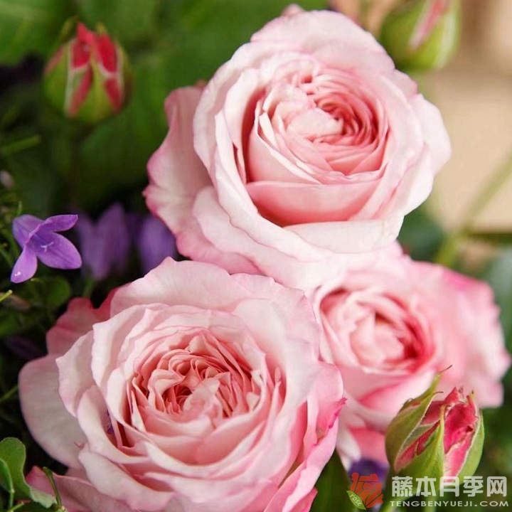 玫瑰幻想/诱惑力 玫瑰幻想/诱惑力