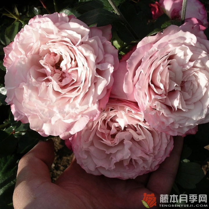 玫瑰幻想/诱惑力 玫瑰幻想/诱惑力
