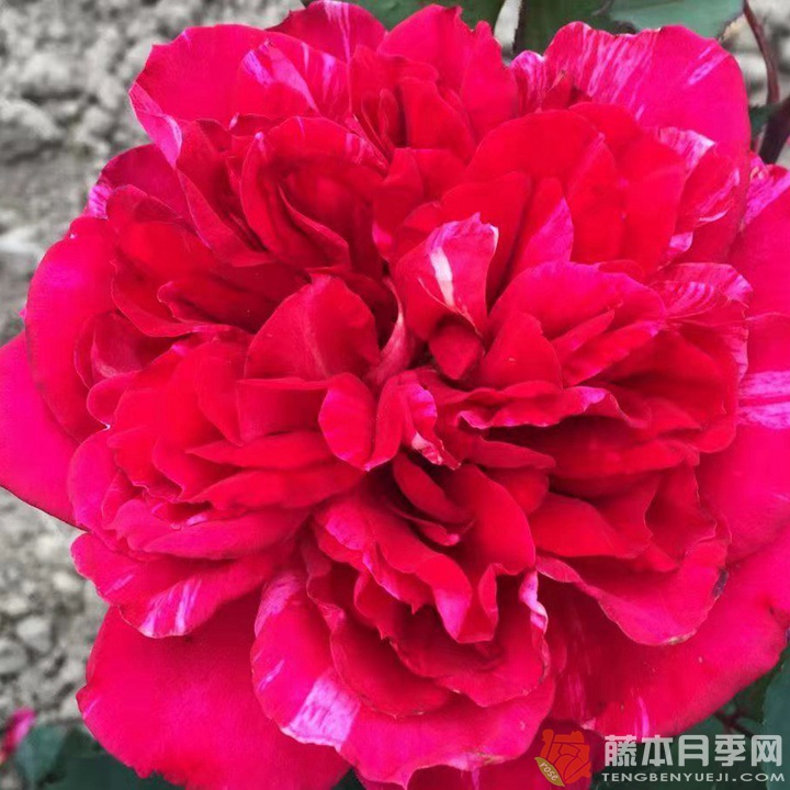 贝尔特·莫里索 贝尔特·莫里索