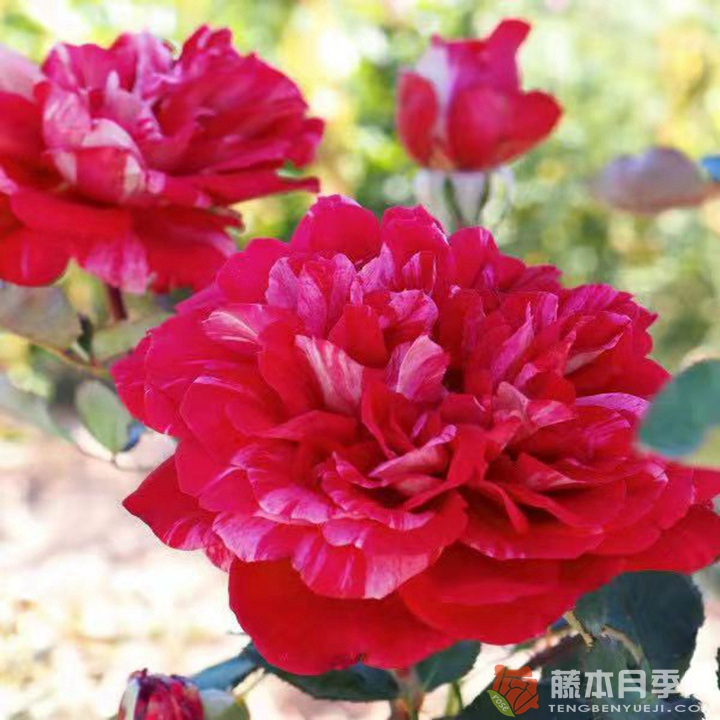 贝尔特·莫里索 贝尔特·莫里索