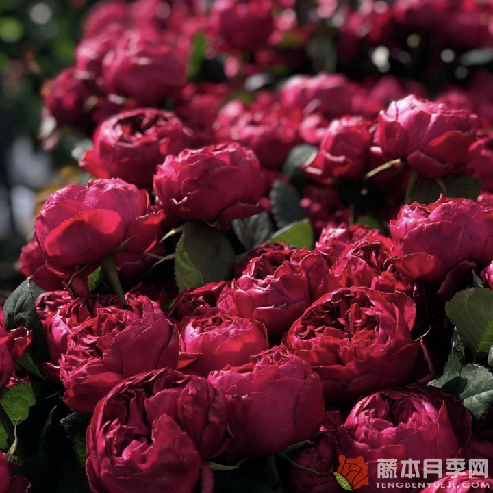 优雅树莓Raspberry Elegance 优雅树莓Raspberry Elegance