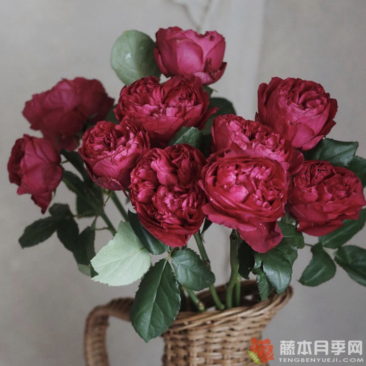 优雅树莓Raspberry Elegance 优雅树莓Raspberry Elegance