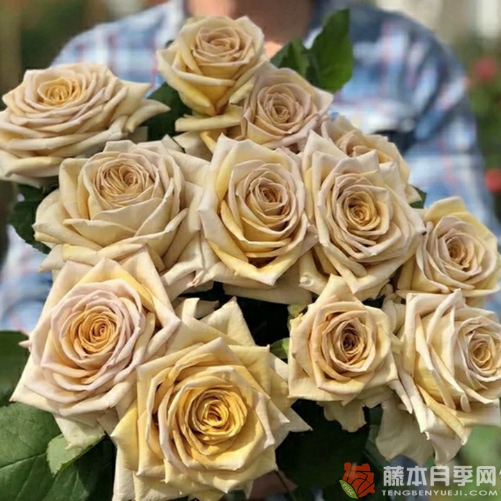 破坏王/捣蛋鬼Spoiler 破坏王/捣蛋鬼Spoiler
