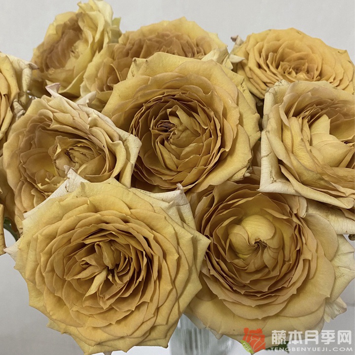破坏王/捣蛋鬼Spoiler 破坏王/捣蛋鬼Spoiler
