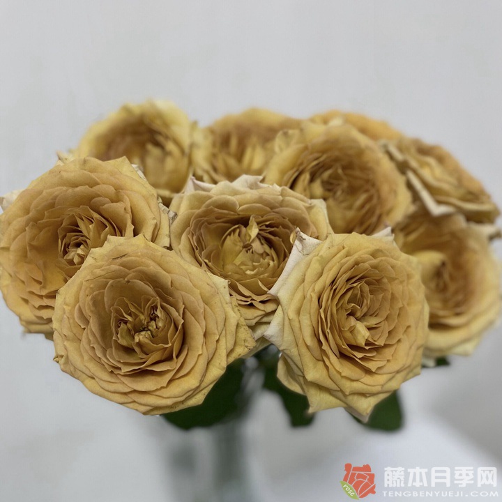 破坏王/捣蛋鬼Spoiler 破坏王/捣蛋鬼Spoiler