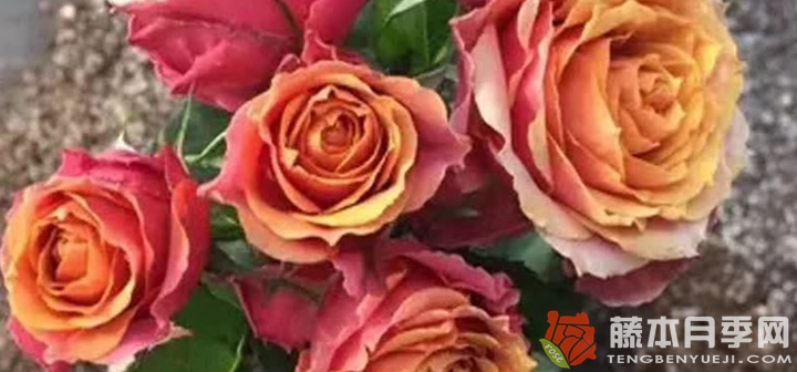永远的那不勒斯月季好养吗