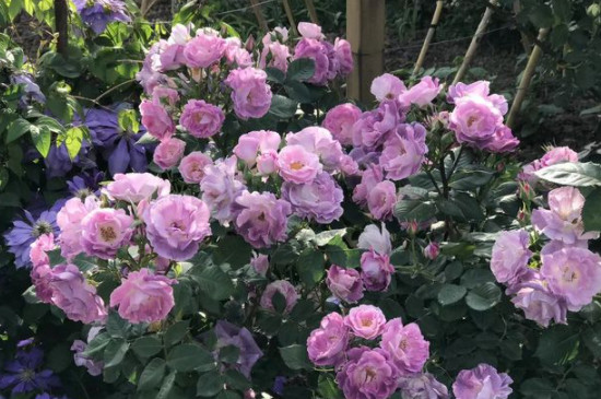 月季花刺是不是有毒?