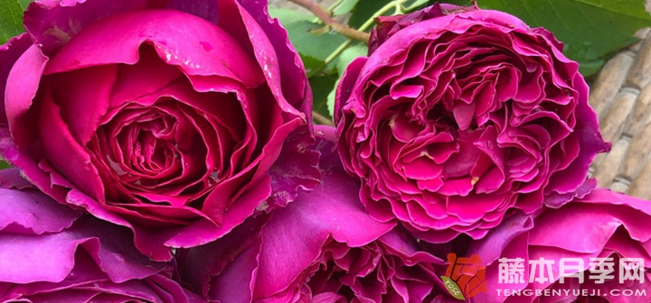 芳香花园是伊芙系列的吗