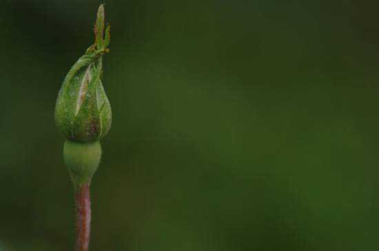月季花苞没开就枯萎了的原因有哪些(四大因素) 月季花苞没开就枯萎了的原因有哪些(四大因素)