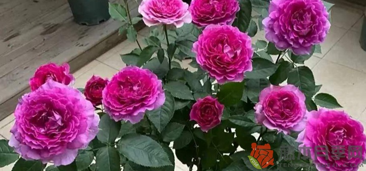 天方夜谭月季什么时候开花