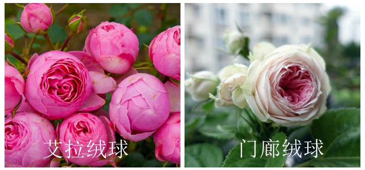 月季艾拉绒球和门廊绒球有什么区别