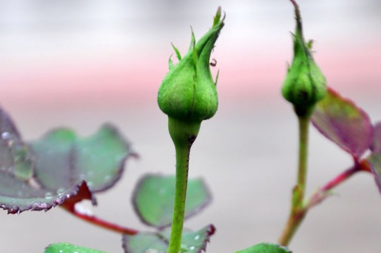 月季花苞没开就枯萎了的原因有哪些(四大因素) 月季花苞没开就枯萎了的原因有哪些(四大因素)
