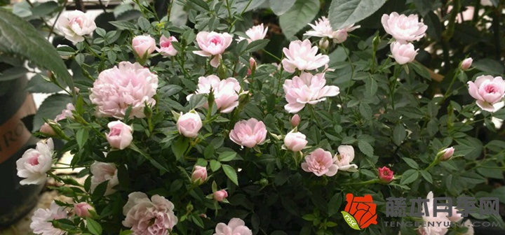最小的月季花品种是哪个