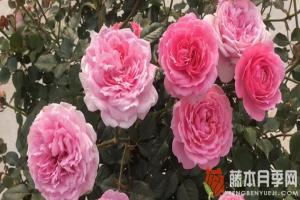 铃之妖精月季是多头开花吗