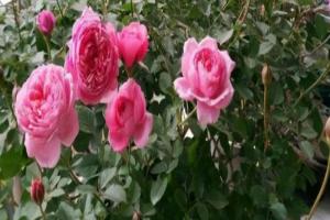 月季花夏天可以移栽吗(月季夏季移栽注意事项)