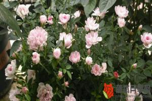 最小的月季花品种是哪个