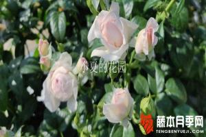 我的心月季可以当藤本养么