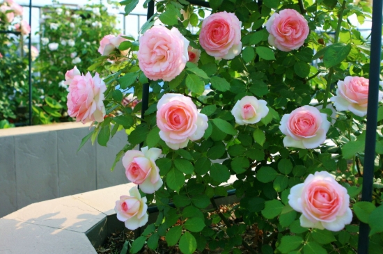 月季花夏季养护的五个禁忌 月季花夏季养护的五个禁忌