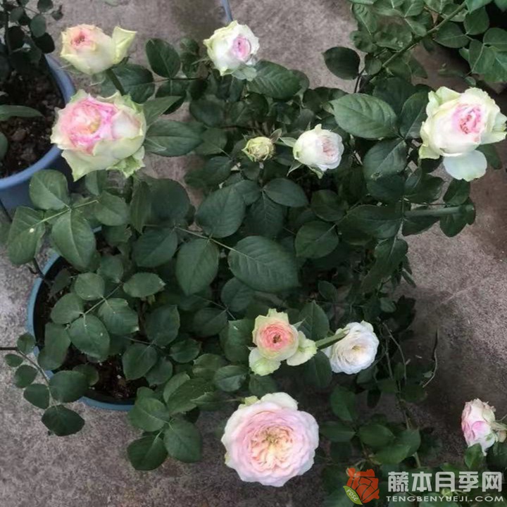 蝴蝶公主/索提亚 蝴蝶公主/索提亚