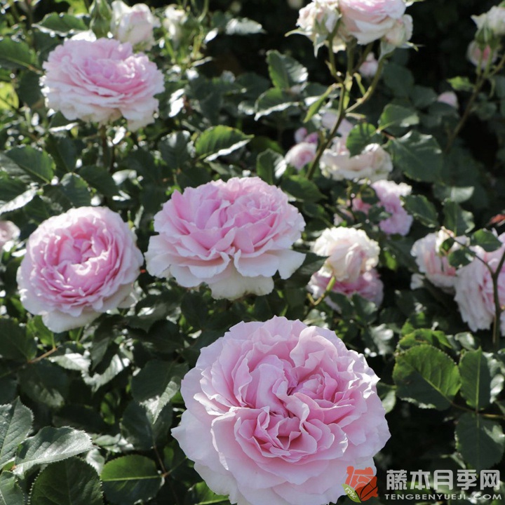尤丽迪茜/尤丽迪西Euridice 尤丽迪茜/尤丽迪西Euridice