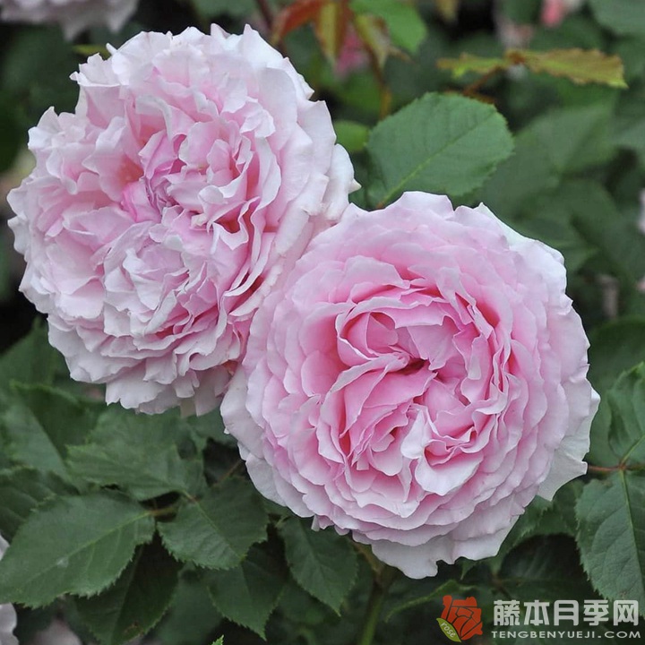 尤丽迪茜/尤丽迪西Euridice 尤丽迪茜/尤丽迪西Euridice