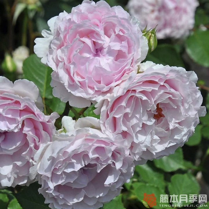 尤丽迪茜/尤丽迪西Euridice 尤丽迪茜/尤丽迪西Euridice