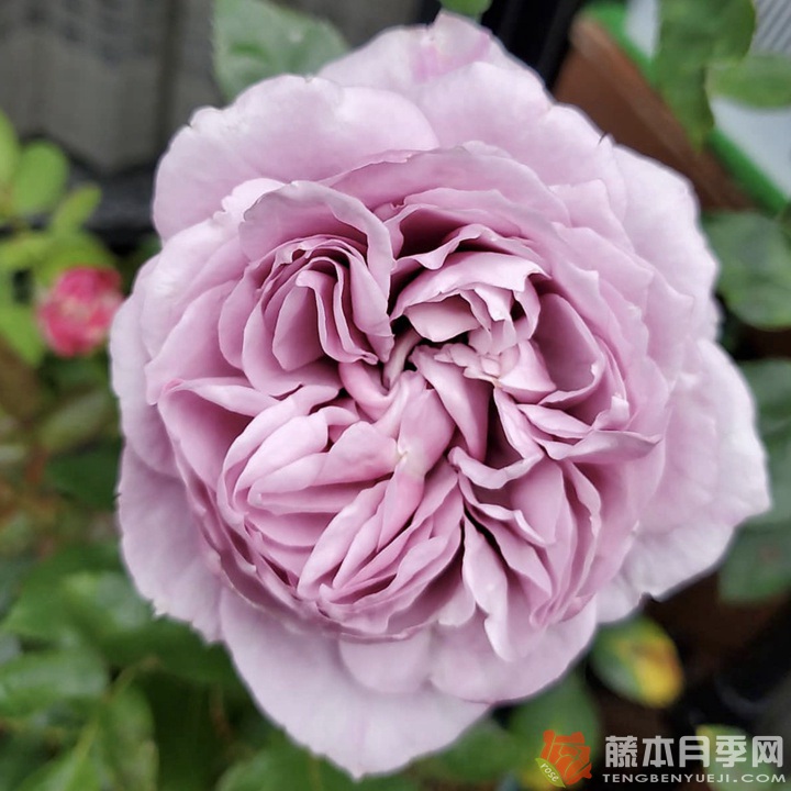 芳香物语 芳香物语