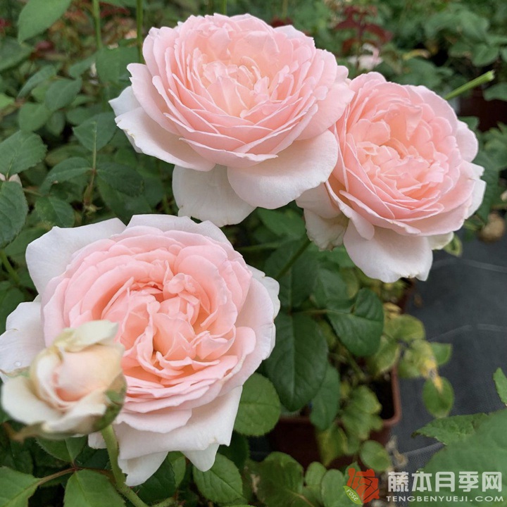 镜花Kyouka 镜花Kyouka