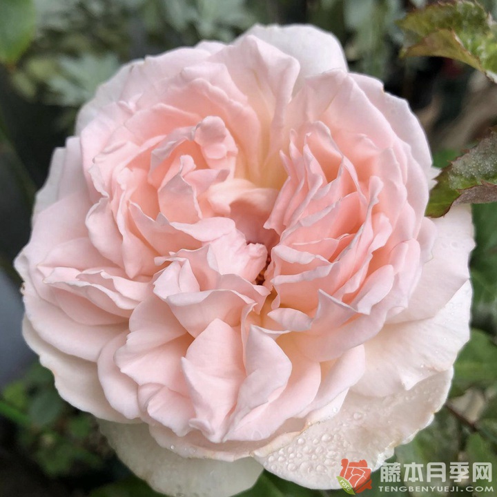 镜花Kyouka 镜花Kyouka