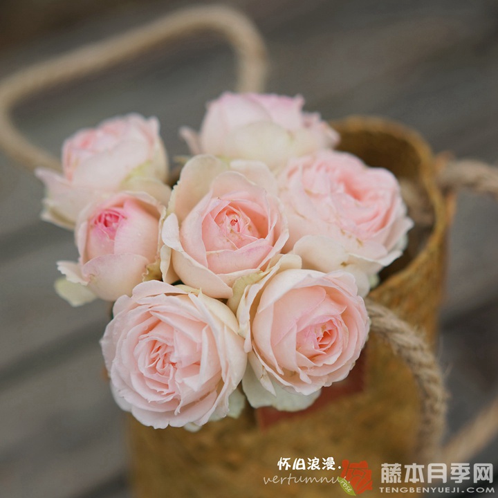 怀旧浪漫M-nostalgic romance 怀旧浪漫M-nostalgic romance