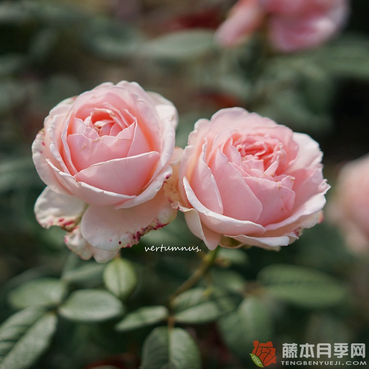 怀旧浪漫M-nostalgic romance 怀旧浪漫M-nostalgic romance