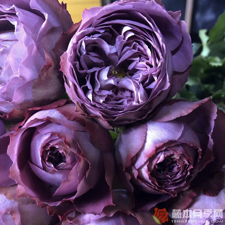 后果(堀木园艺) 后果(堀木园艺)