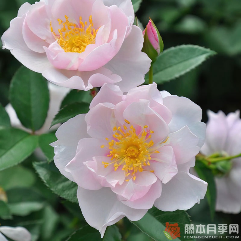一见钟情Coup de Coeur 一见钟情Coup de Coeur