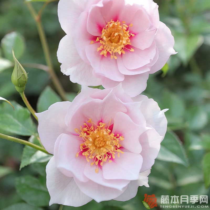 一见钟情Coup de Coeur 一见钟情Coup de Coeur