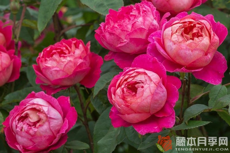 本杰明·布里顿月季