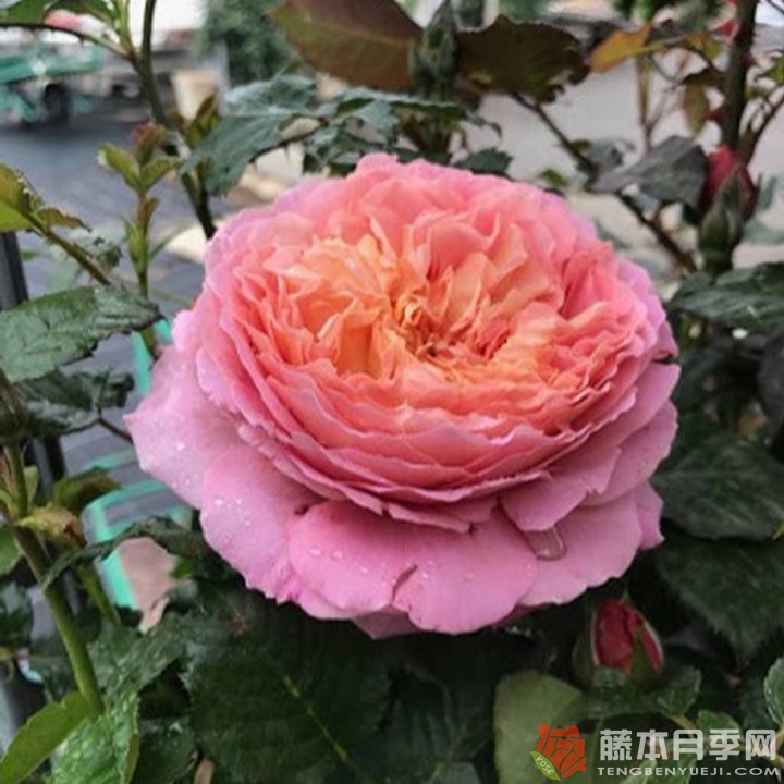 玫瑰哲理/米歇尔翁弗雷 玫瑰哲理/米歇尔翁弗雷Michel Onfray
