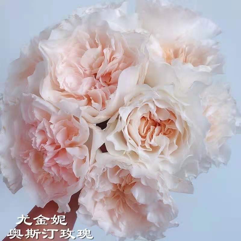 尤金妮Eugenie 尤金妮Eugenie