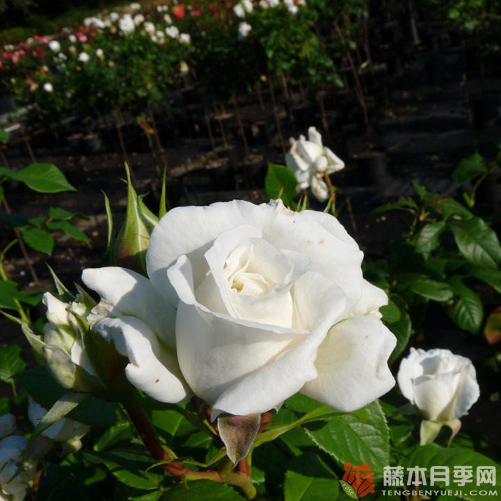 安纳普尔纳峰Annapurna 安纳普尔纳峰Annapurna