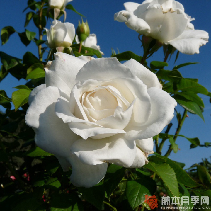 安纳普尔纳峰Annapurna 安纳普尔纳峰Annapurna