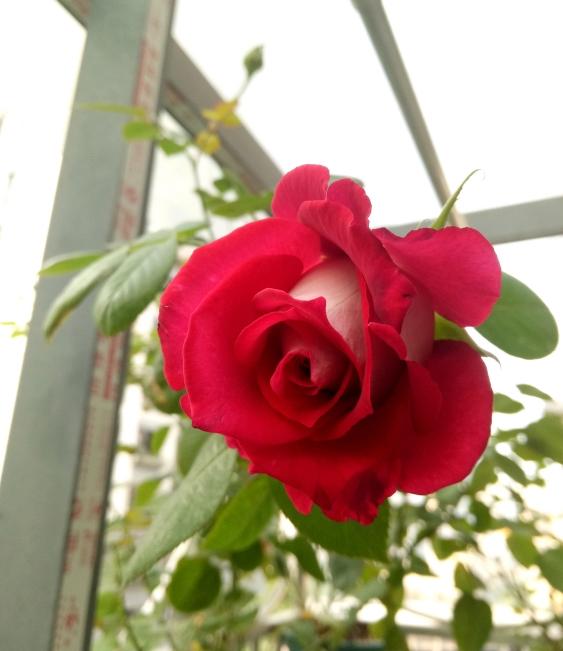 莫妮卡•贝鲁奇 盆栽 非常勤花,长势也旺 单花期长 夏天也能五天到七天保持完美花型