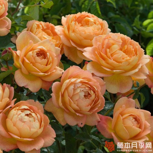 夏洛特夫人 夏洛特夫人