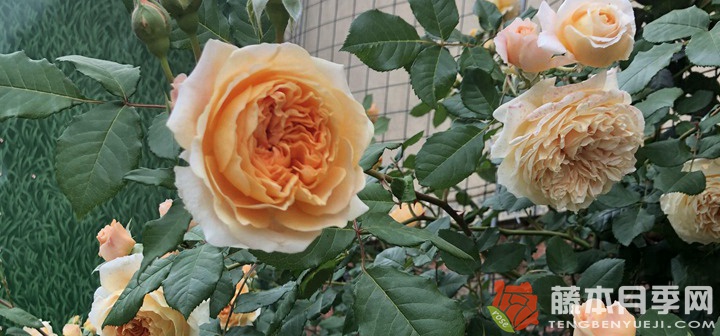 影响树状月季花嫁接成活的五大因素 影响树状月季花嫁接成活的五大因素