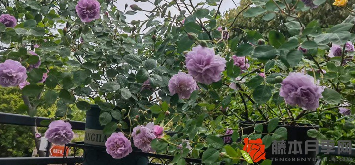 蓝色阴雨月季的养殖技巧 蓝色阴雨月季的养殖技巧