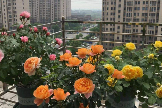 果汁阳台月季是藤本还是灌木 果汁阳台月季是藤本还是灌木